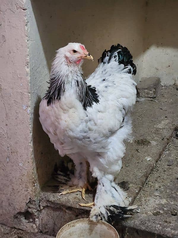 hen 3 brahma female and 1 rooster F1 Breed 3