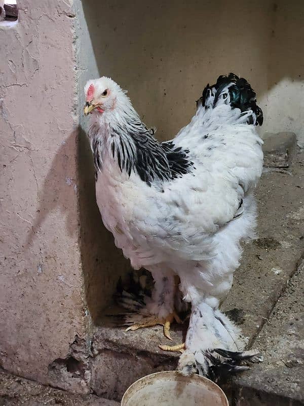 hen 3 brahma female and 1 rooster F1 Breed 4