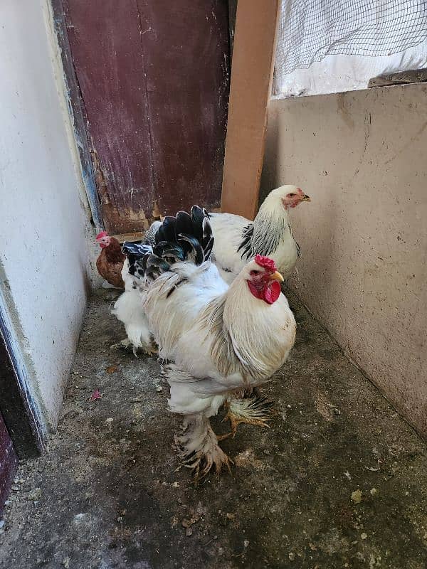 hen 3 brahma female and 1 rooster F1 Breed 5