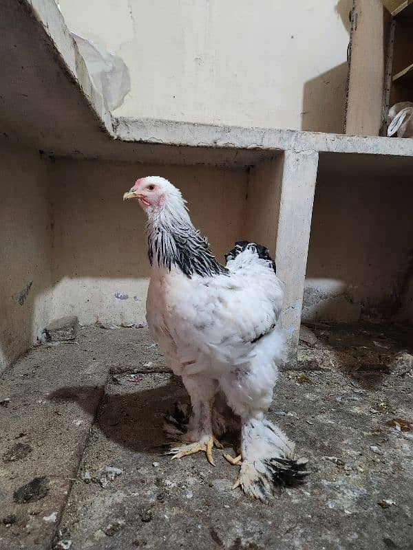 hen 3 brahma female and 1 rooster F1 Breed 6