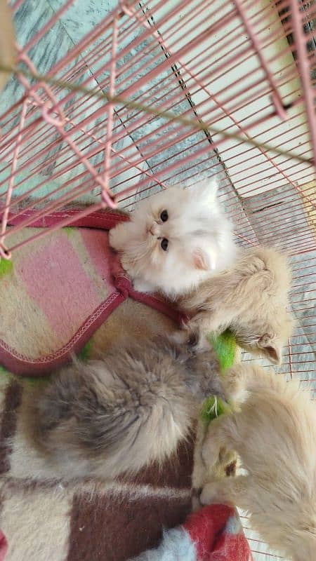 Punch face Persian kittens 11