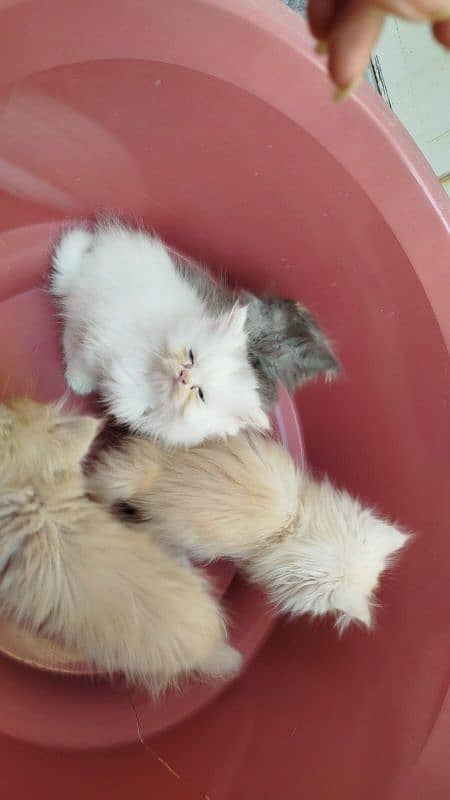 Punch face Persian kittens 13