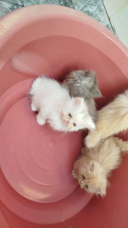 Punch face Persian kittens 14