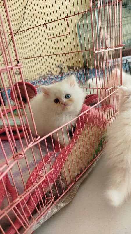 Punch face Persian kittens 15