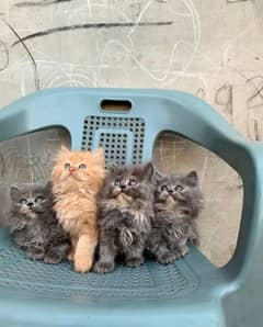 Persian kittens for sale on Ramzan offer (adults cats on adoption)