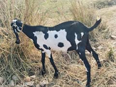 kali dabi barki or Rajanpuri bakri for sale