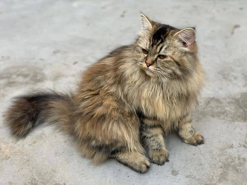 Persian vaccinated Female Cat for Sale 1