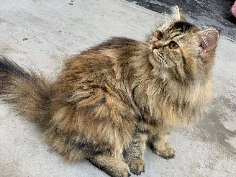 Persian vaccinated Female Cat for Sale 2