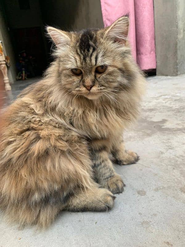 Persian vaccinated Female Cat for Sale 3