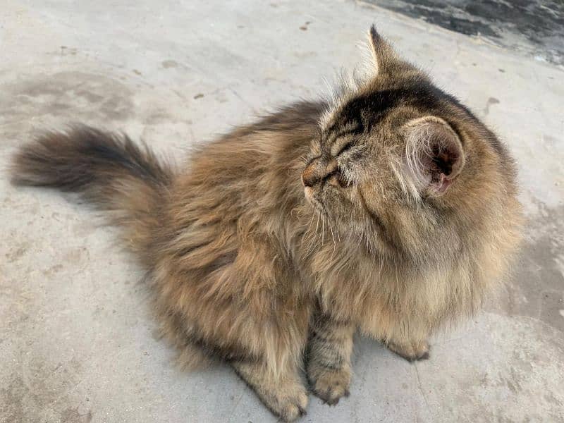 Persian vaccinated Female Cat for Sale 4