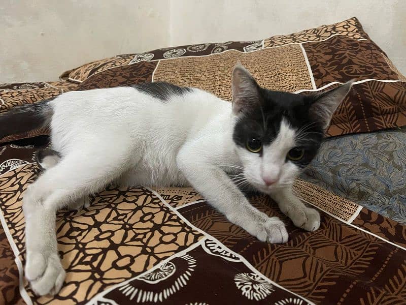 female pregnant cat for urgent sale 03242816142 0