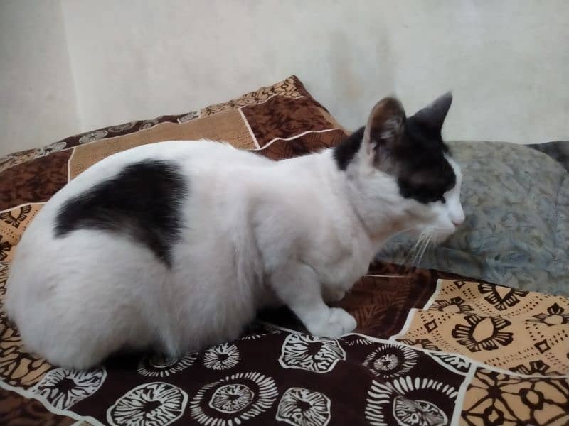 female pregnant cat for urgent sale 03242816142 2