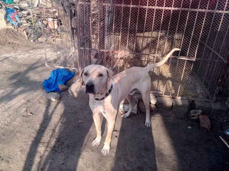 Bully Dog / Pure Bully Male Dog For Sale 1