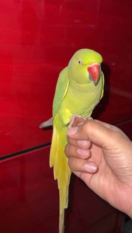 green parrot ringnack 0