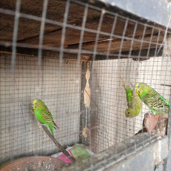 budgiies Australian parrots 0