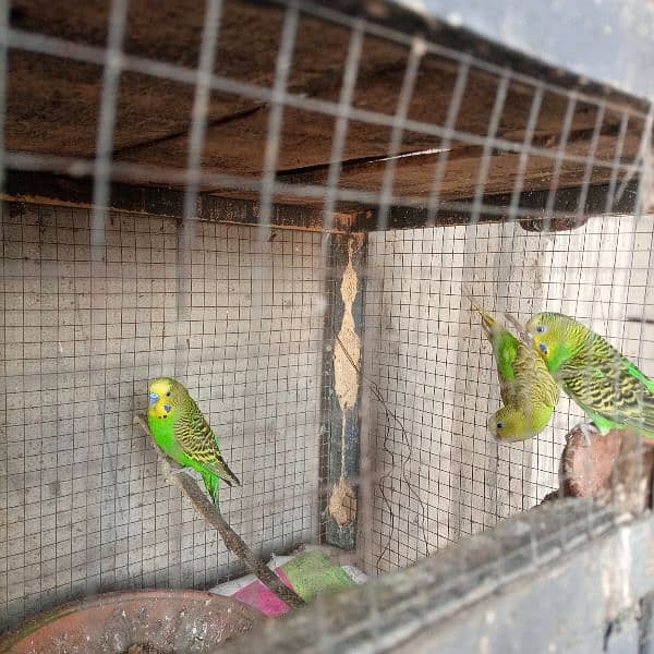 budgiies Australian parrots 1