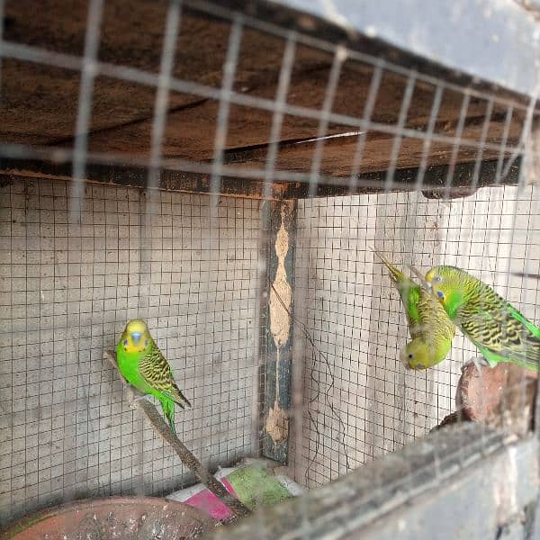 budgiies Australian parrots 2