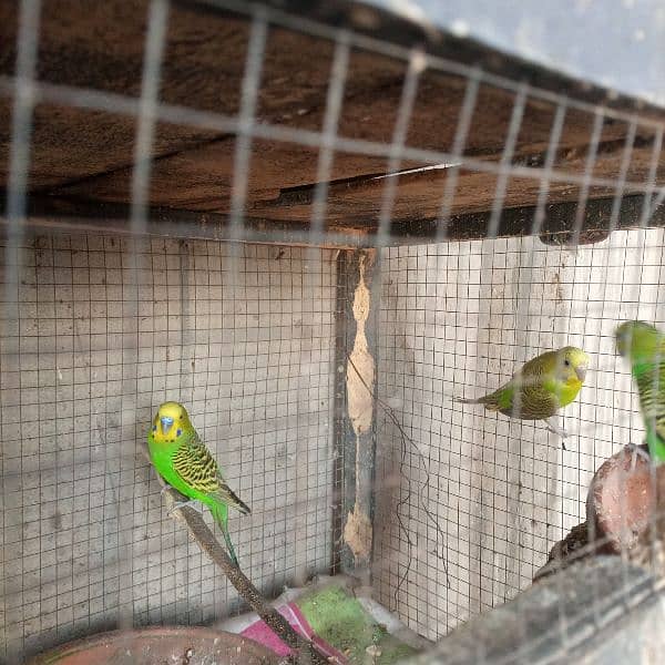 budgiies Australian parrots 3