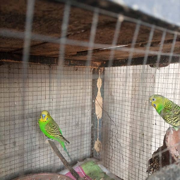 budgiies Australian parrots 4