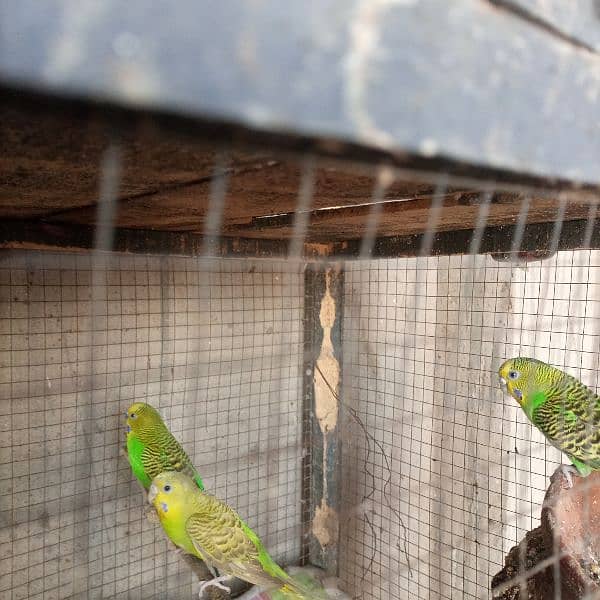 budgiies Australian parrots 5