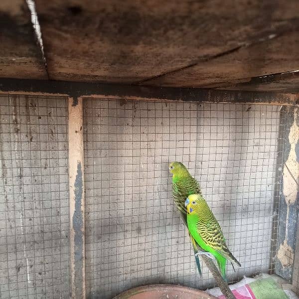 budgiies Australian parrots 6