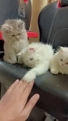 persian kittens available 3 month age (new born available)