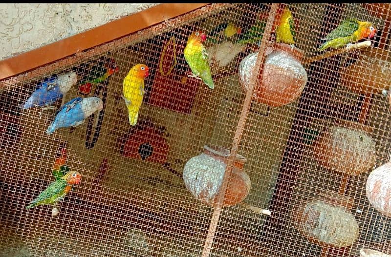 Love birds breeder setup for sale 13,14 piece's. . mix mutations. 1