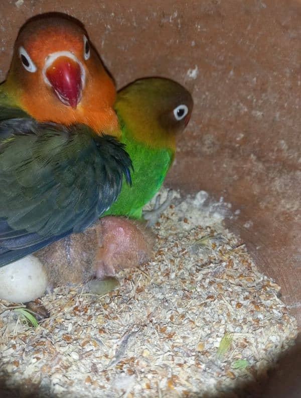 Love birds breeder setup for sale 13,14 piece's. . mix mutations. 2