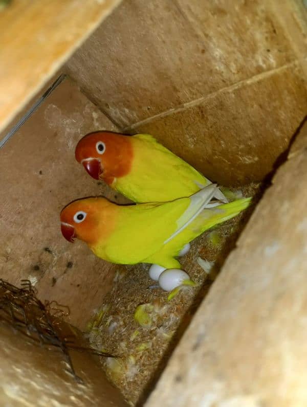 Love birds breeder setup for sale 13,14 piece's. . mix mutations. 3