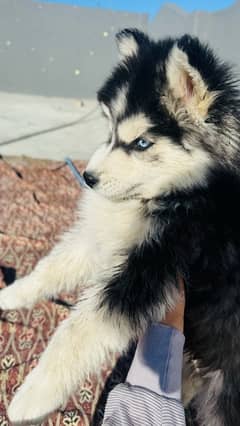 Husky for sale blue eyes female