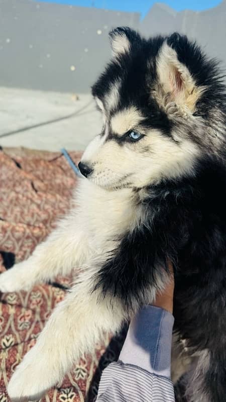 Husky for sale blue eyes female 0