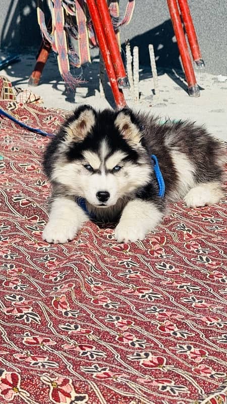 Husky for sale blue eyes female 1