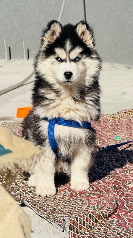 Husky for sale blue eyes female 2