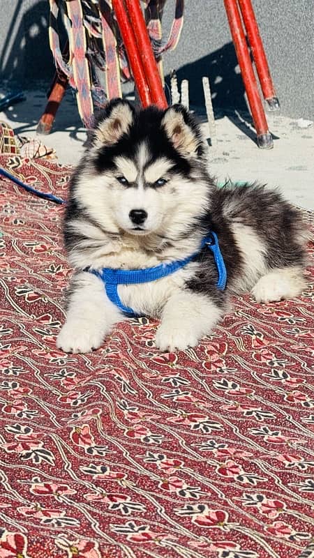 Husky for sale blue eyes female 7