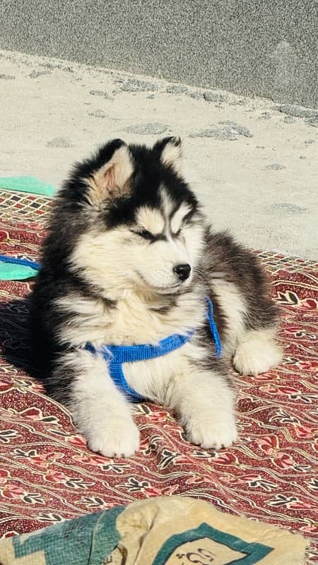 Husky for sale blue eyes female 9