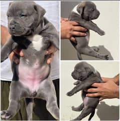 American bully female pup  available for sale