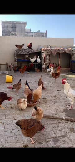 egg laying Golden misri hens