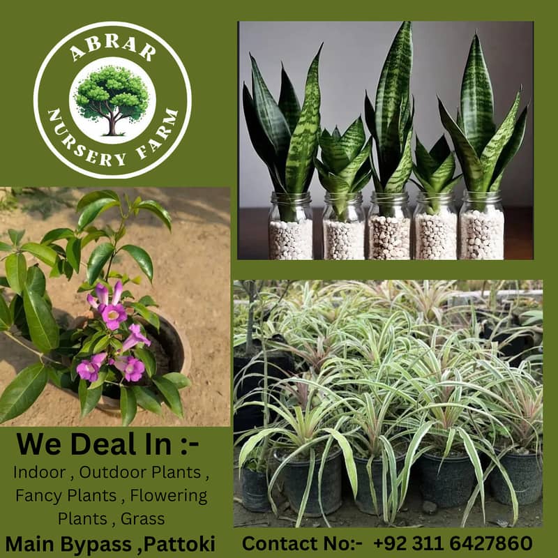 Indoor Plants / Outdoor Plants / Grass 0