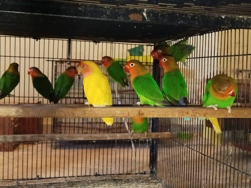 Lovebirds Whole Setup for Sale 0