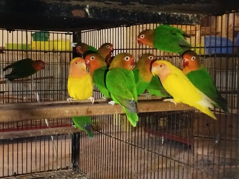 Lovebirds Whole Setup for Sale 1