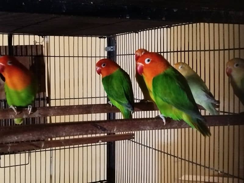 Lovebirds Whole Setup for Sale 2