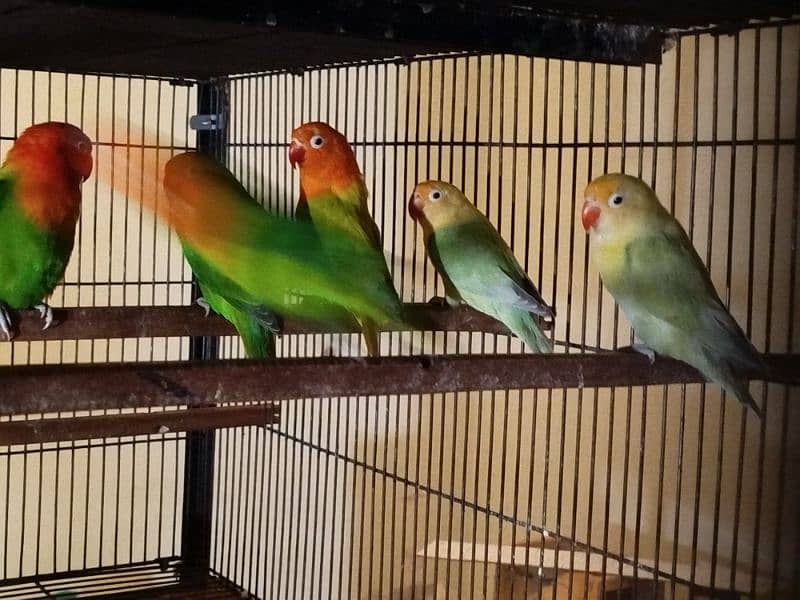 Lovebirds Whole Setup for Sale 5