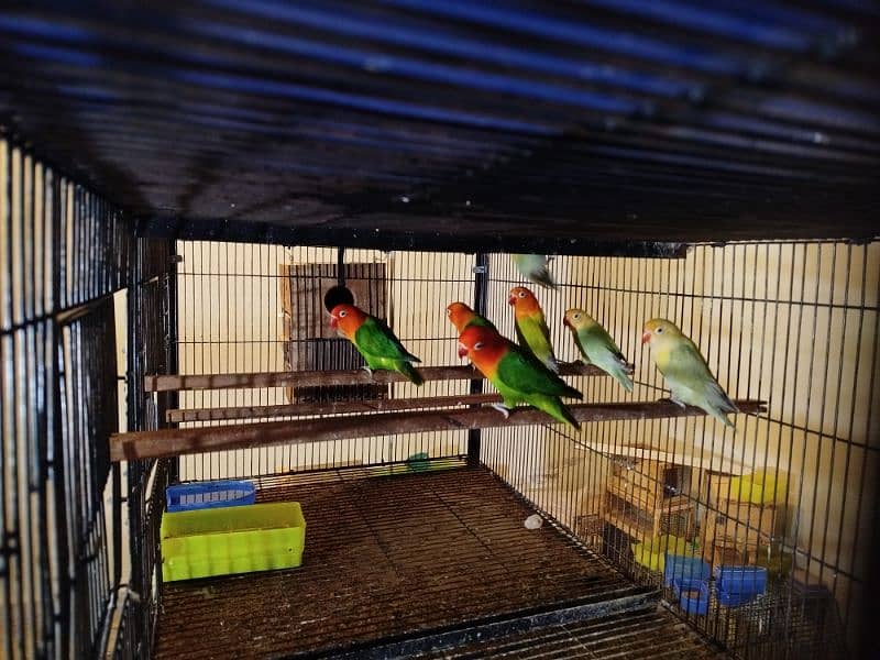 Lovebirds Whole Setup for Sale 6