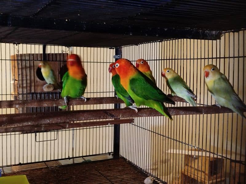 Lovebirds Whole Setup for Sale 7