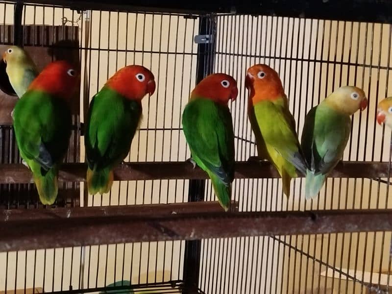 Lovebirds Whole Setup for Sale 8