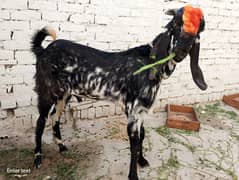 2Male Qurbani 2025 Paky Kheery