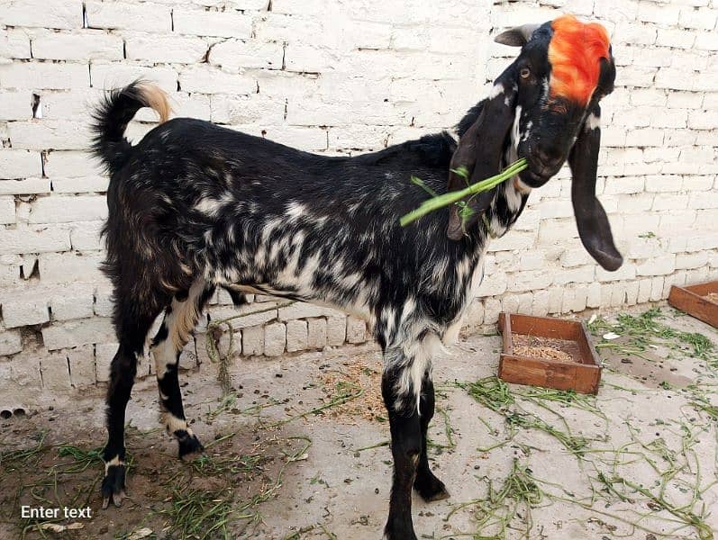 2Male Qurbani 2025 Paky Kheery 0