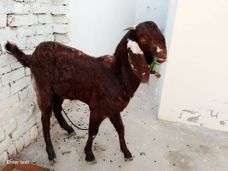 2Male Qurbani 2025 Paky Kheery 7