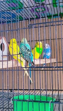 Australian parrots pair with cage