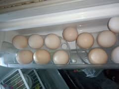 Egg Lying Hens Golden misri 0323-6612330